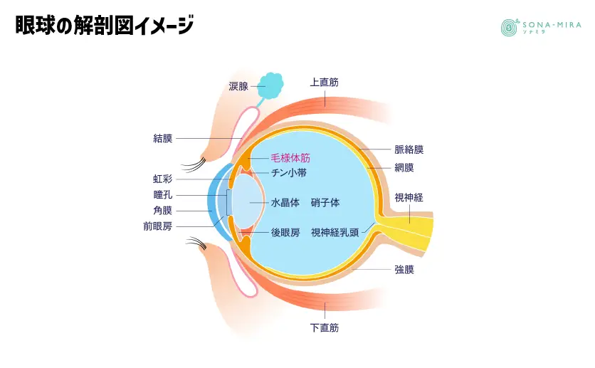 眼球の解剖図のイメージ