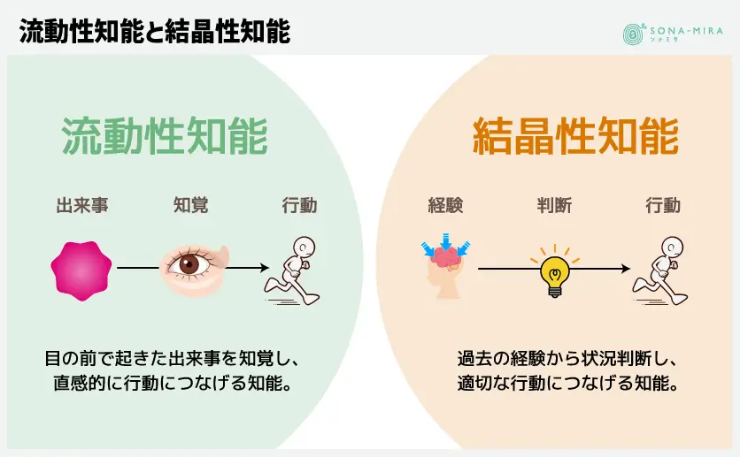 流動性知能と結晶性知能